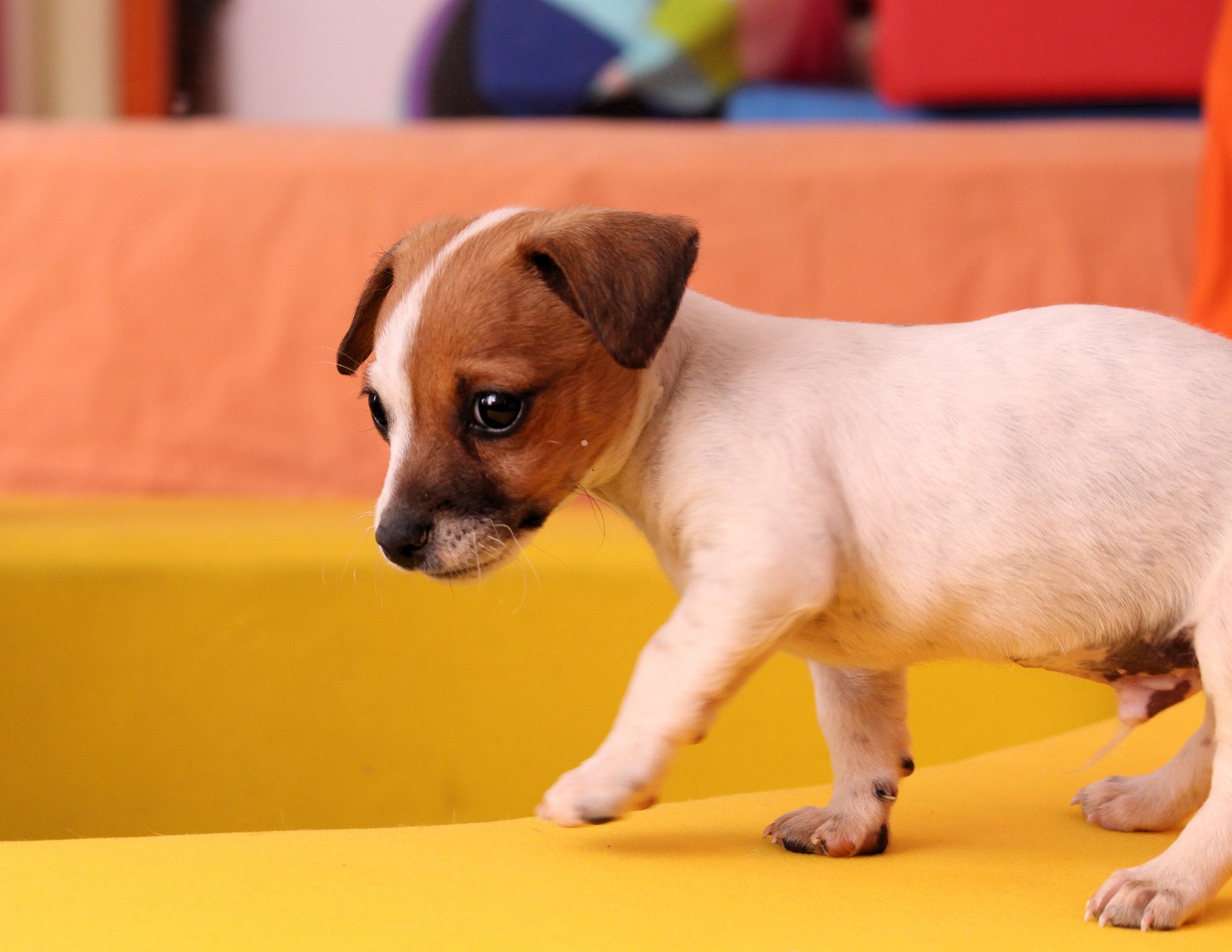 Opdrag Hund Jack Russell